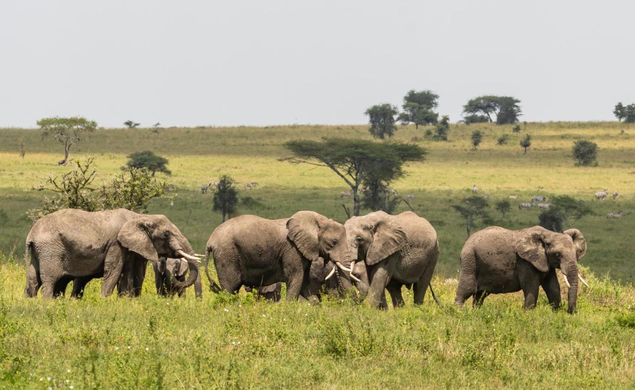 Ngorongoro Lodge Member Of Melia Collection - The Leading Hotels Of The World Exterior foto